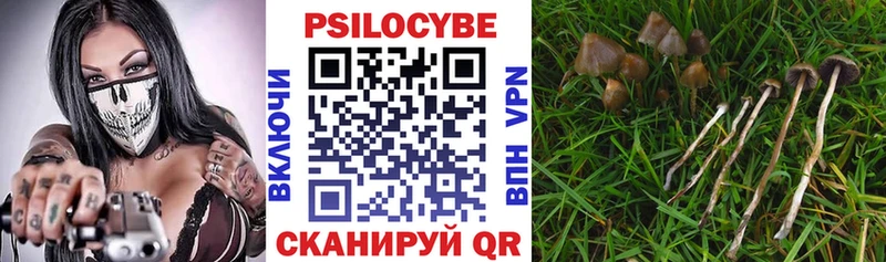 Псилоцибиновые грибы Psilocybe Новочеркасск